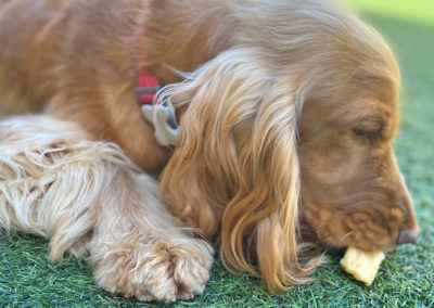 Custard enjoying a natural Yaker dog chew.