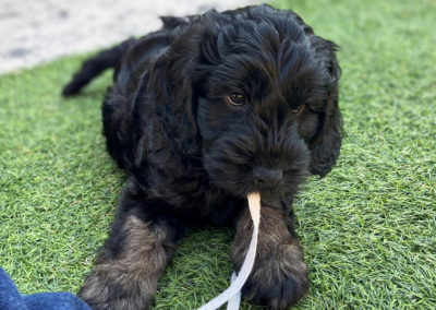Black & Tan Cockapoo puppy chewing my shoe lace.