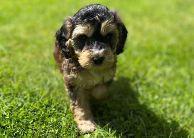 Black and gold sable cockapoo puppy on the grass.