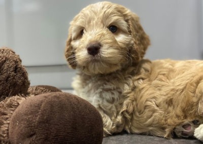 Golden cockapoo puppy with chocolate nose.