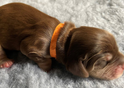 Chocolate sable puppy.