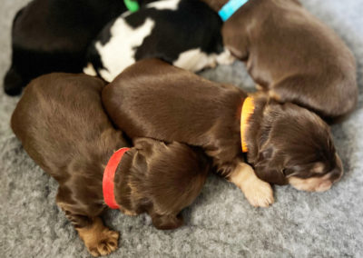 Chocolate and tan and sable puppies.
