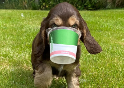 Cocker Spaniel puppy playing with recycled yoghurt pot.