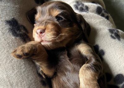 Chocolate and tan Cocker Spaniel puppy.