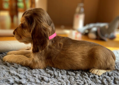 Side view of chocolate sable English Cocker Spaniel puppy at seven weeks old.