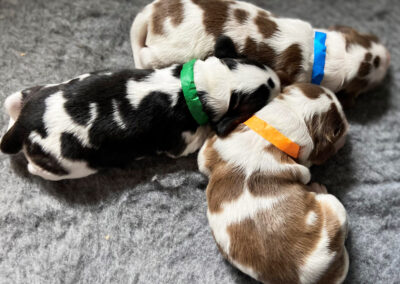 Show Type Cocker Spaniel puppies. with Roan Sable coats.