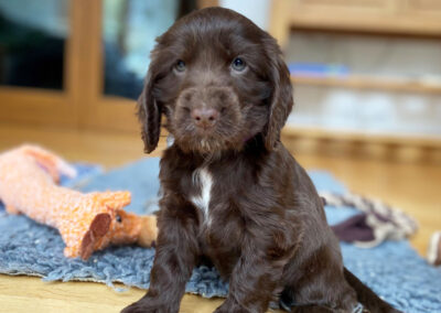 Eight week old Cocker Spaniel puppy with Chocolate Tuxedo coat and markings.