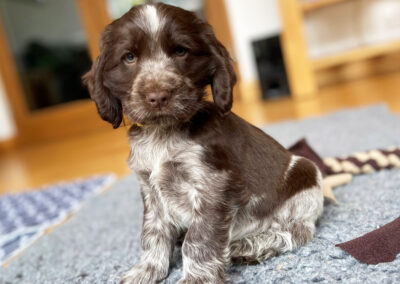 Eight week old Cocker Spaniel puppy with Chocolate Roan coat.