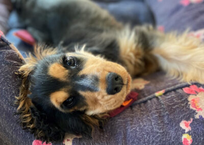 Pudding, our new black and tan Cocker Spaniel.